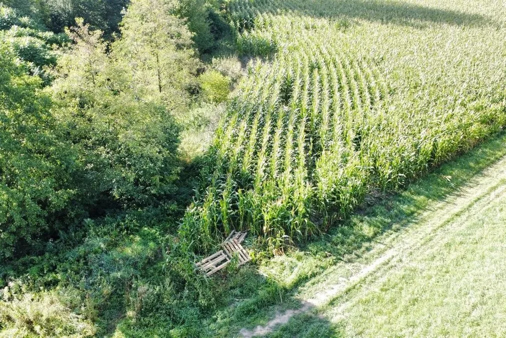 Zniszczone pole kukurydzy w Boguchwale