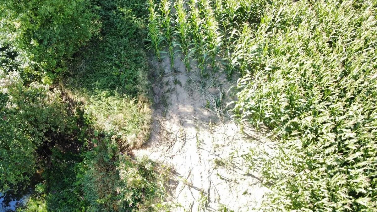 Zniszczone pole kukurydzy w Boguchwale