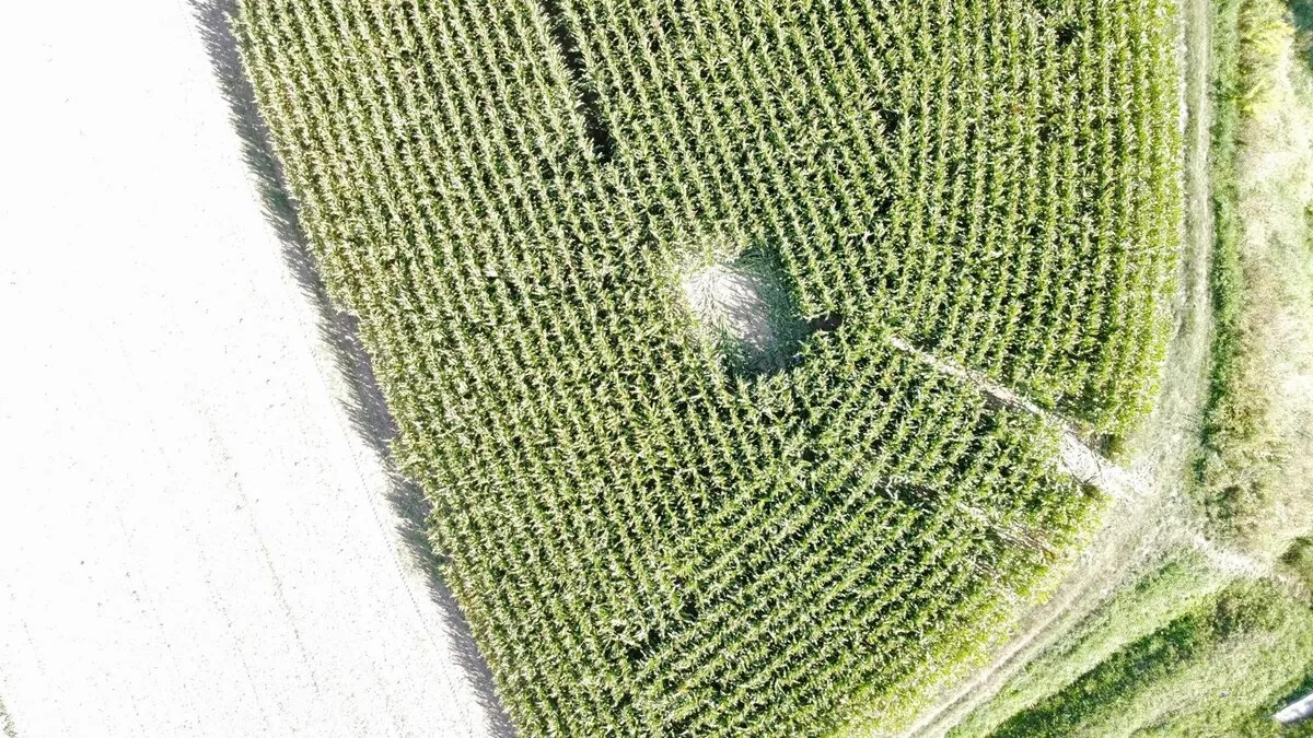 Zniszczone pole kukurydzy w Boguchwale
