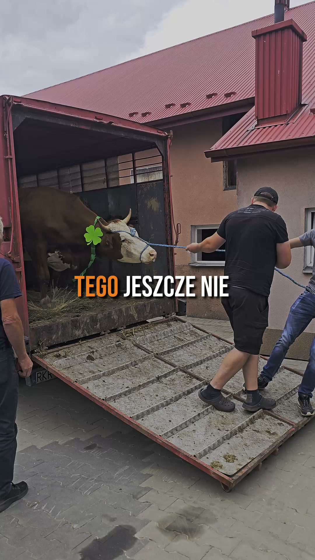 Rolka toRzeszow.pl na Facebooku: Poseł kupił krowę i przekazał ją rodzinie, która w jedną noc straciła sześć